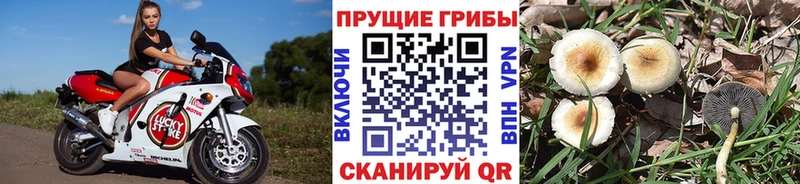 купить закладку  Торжок  Псилоцибиновые грибы Psilocybine cubensis 